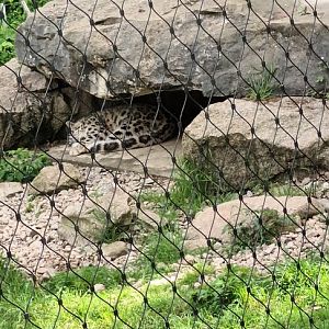 Sleeping Snow Leopard