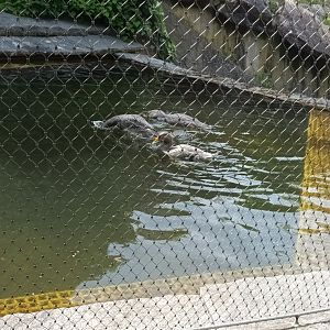 Magellanic flightless steamer Ducks