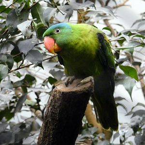 Blue-naped parrot
