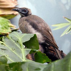Helmeted friarbird