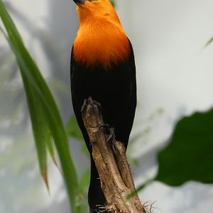Scarlet-headed blackbird