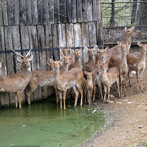Burmese brow-antlered deer