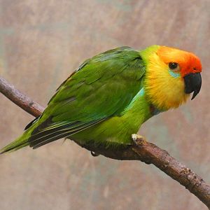 Large fig parrot
