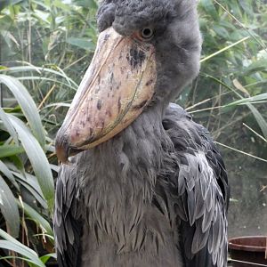 Shoebill