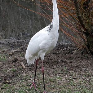 Siberian crane