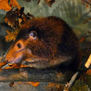 West African tree hyrax