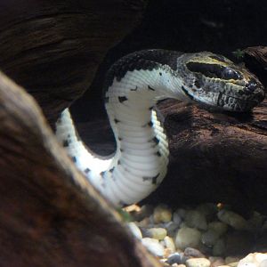 Puff-faced water snake