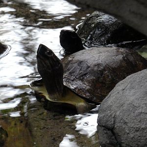 Enigmatic leaf turtle
