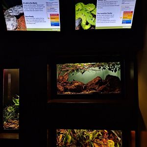 Black-tailed horned and Rowley's palm Pitviper enclosures