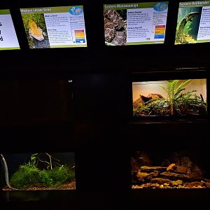Row of small native species terrariums