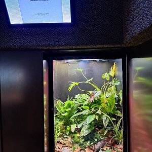 Central American Bushmaster Terrarium