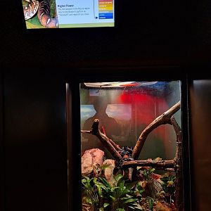 Boelen's Python enclosure