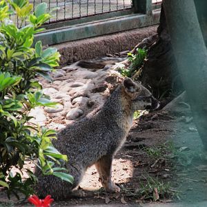 mexican grey fox