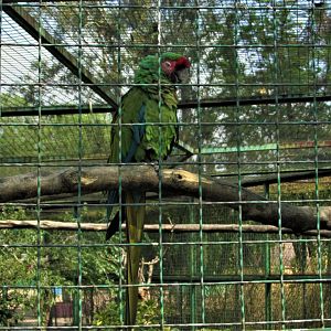 mexican military macaw