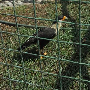 crested caracara