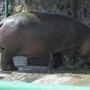 nile hippo