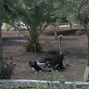 male ostrich