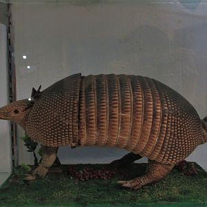strange nine banded armadillo taxidermy