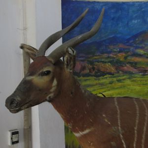 bongo taxidermy