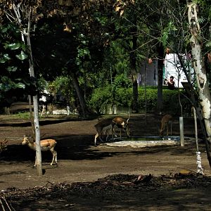 blackbuck and ostrich enclousure