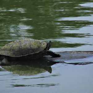 mesoamerican slider turtle