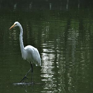wild egret at lake
