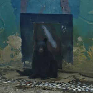 american black bear -mexican subspecies