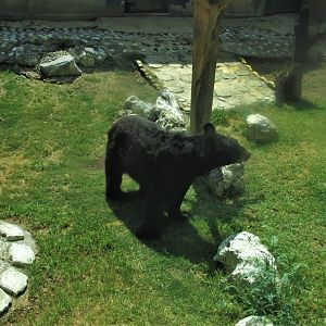 american black bear - mexican subspecies