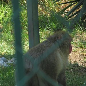 male japanese macaque