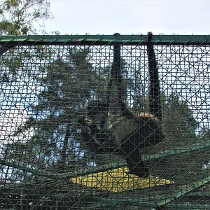 mexican spider monkey