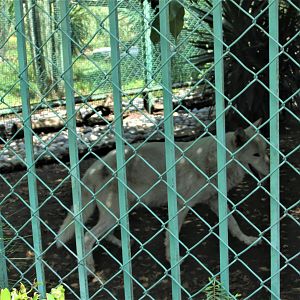 A noted canadian wolf