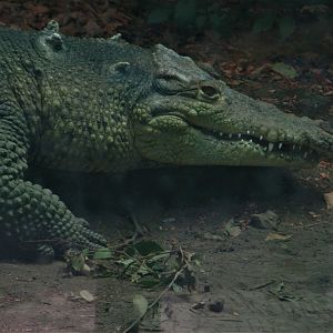 Morelet´s crocodile