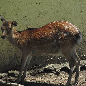 Juvenile sika deer