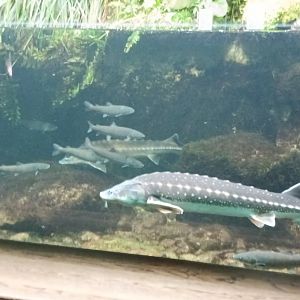 Native Freshwater Trout Creek Tank