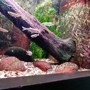 First native Freshwater Tank