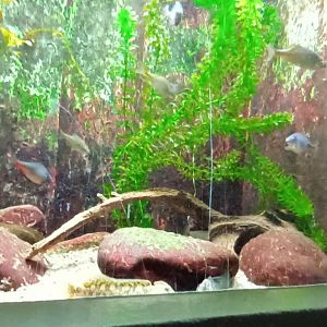 Second Native Freshwater Tank