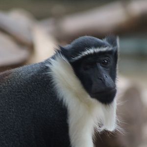 Roloway Monkey Chester Zoo 6 May 2024