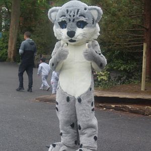 Man (or woman) in snow leopard costume Chester Zoo 6 May 2024
