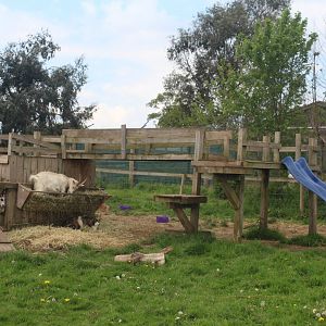 Goat enclosure Rodbaston Animal Zone 5 May 2024