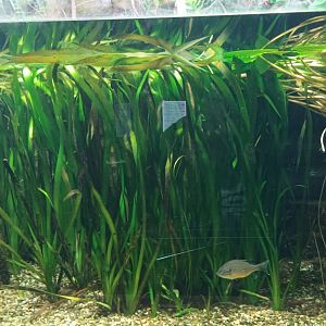 North America ancient Fishes Tank