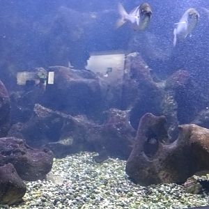 Mediteranean Sea dangerous Fishes Tank