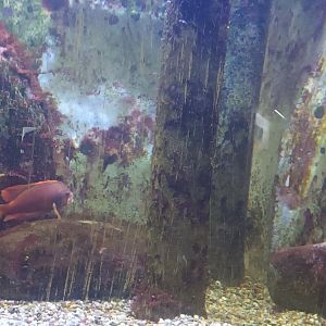 Mediteranean Sea Harems and Co Tank