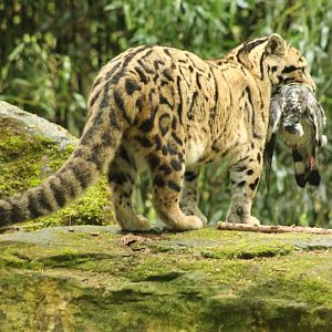Clouded Leopard - 6th May 2024