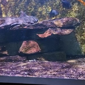 California Horn Shark