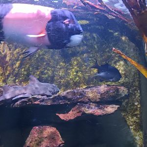 California Sheepshead and California Horn Shark