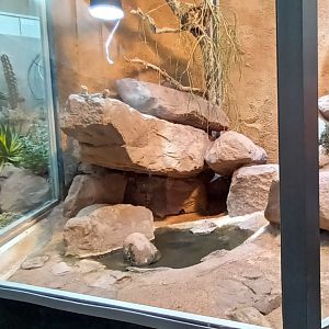 Sonora Desert Habitat