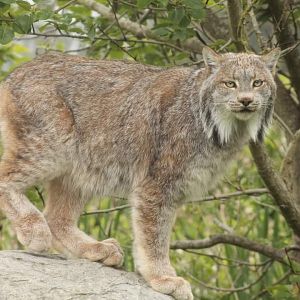 Canadian Lynx - 26th April 2024