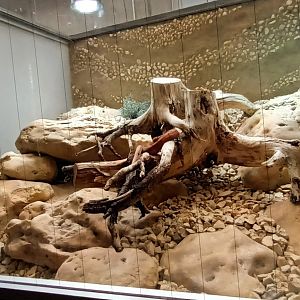 European long noased Viper Habitat