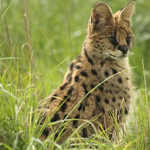 Serval - 26th April 2024