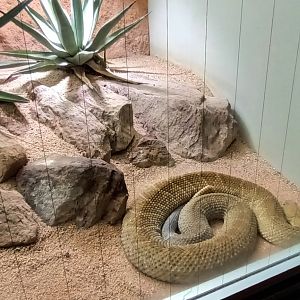 Mexican west coast Rattlesnake